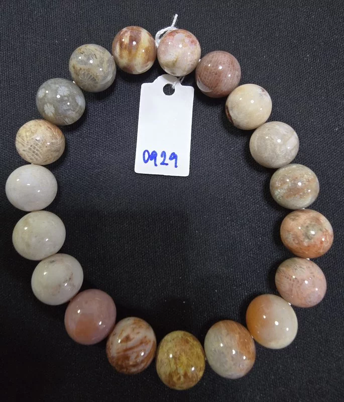 Coral (ปะการัง)