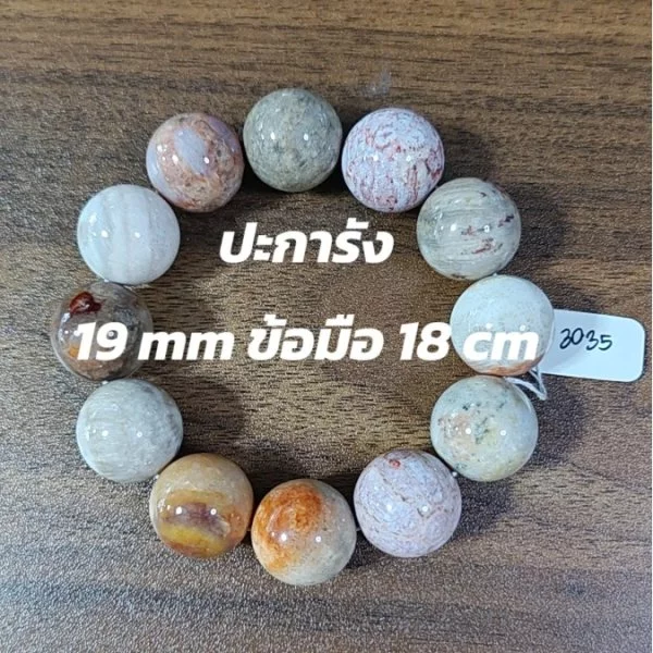 Coral (ปะการัง)